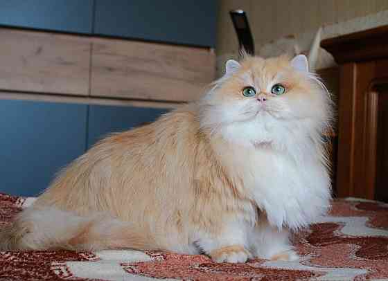 Британская длинношёрстная Золотая Шиншилла, кастрат Макеевка