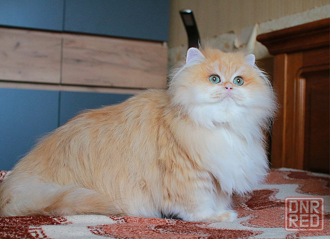 Британская длинношёрстная Золотая Шиншилла, кастрат Макеевка - изображение 1