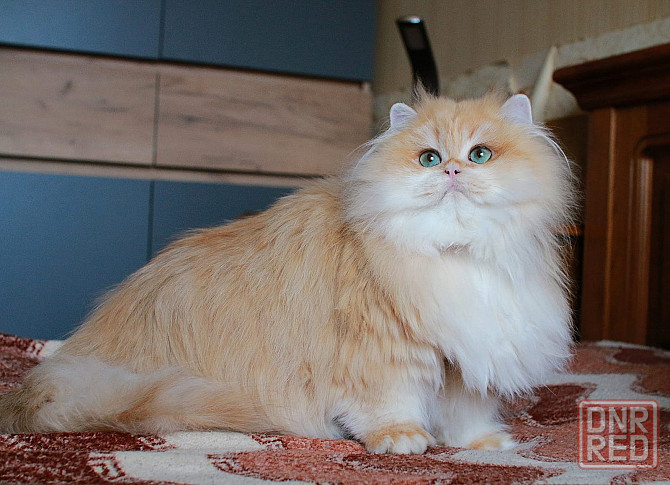 Британская длинношёрстная Золотая Шиншилла, кастрат Макеевка - изображение 2