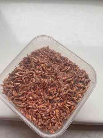 Гаммарус Донецк