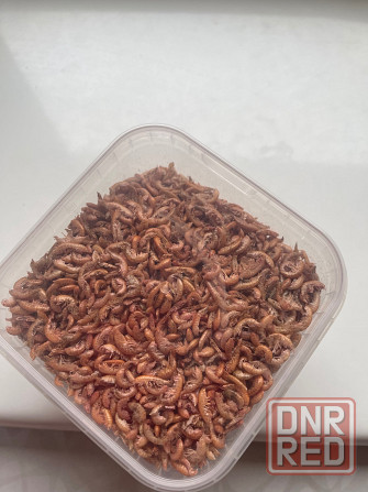 Гаммарус Донецк - изображение 2