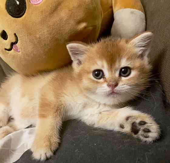 Шотландские котята Донецк