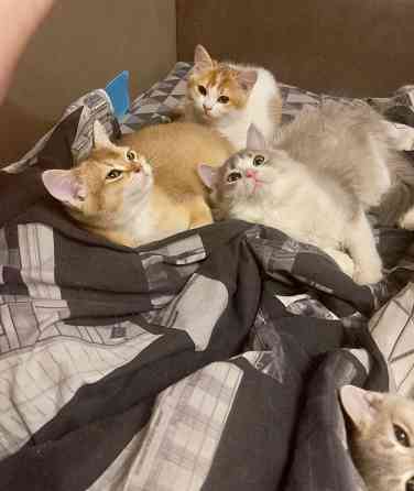 Шотландские котята Донецк