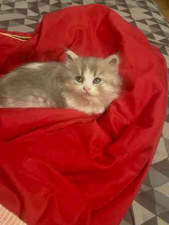 Шотландские котята Донецк