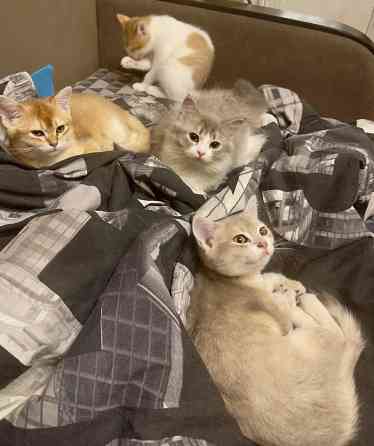 Шотландские котята Донецк