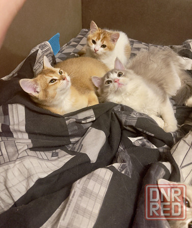 Шотландские котята Донецк - изображение 5