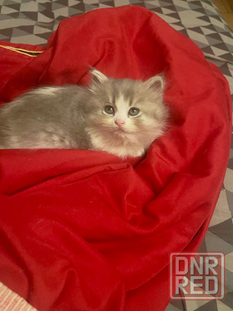 Шотландские котята Донецк - изображение 3