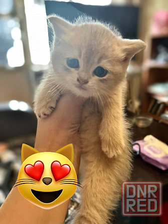 Шотландские котята Донецк - изображение 2