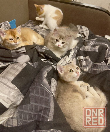 Шотландские котята Донецк - изображение 4