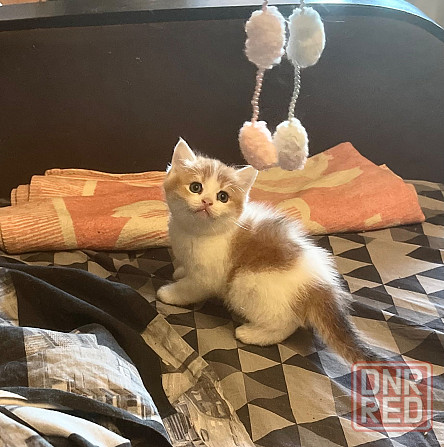 Шотландские котята Донецк - изображение 1