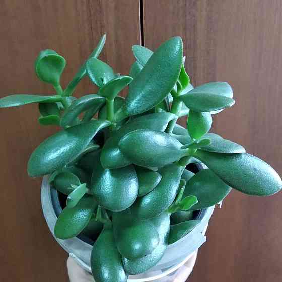 Крассула оватта Донецк