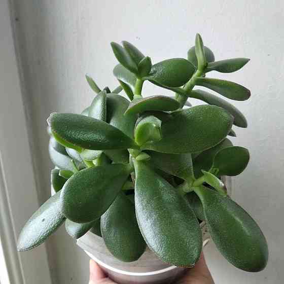 Крассула оватта Донецк