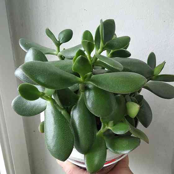 Крассула оватта Донецк