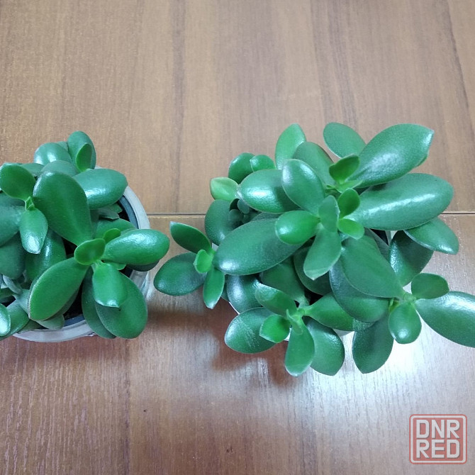 Крассула оватта Донецк - изображение 5