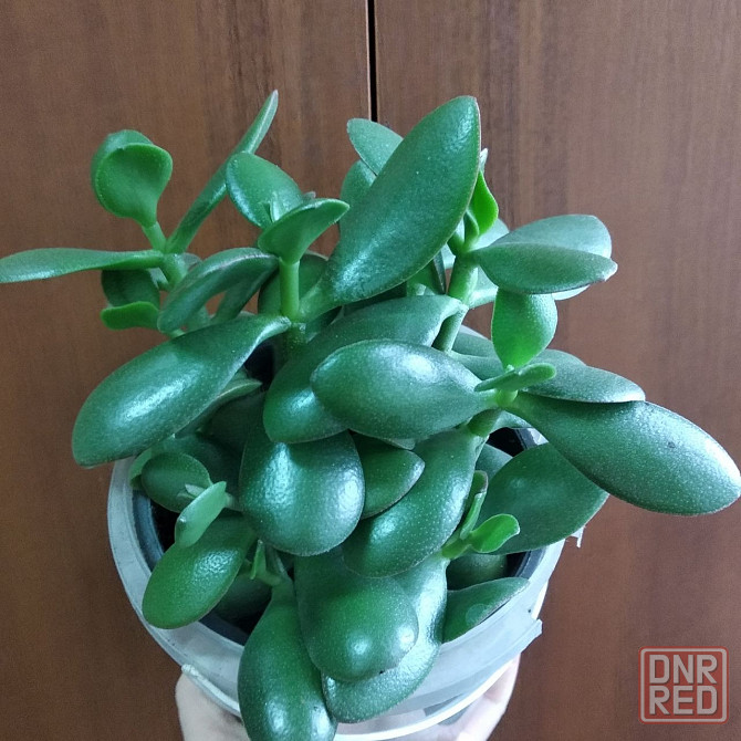 Крассула оватта Донецк - изображение 1