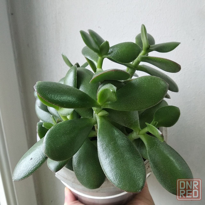 Крассула оватта Донецк - изображение 2