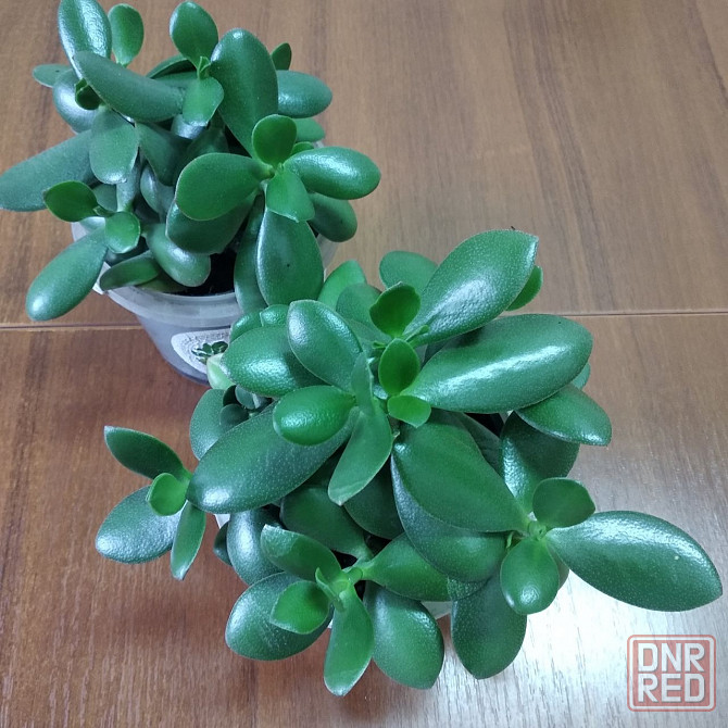 Крассула оватта Донецк - изображение 4