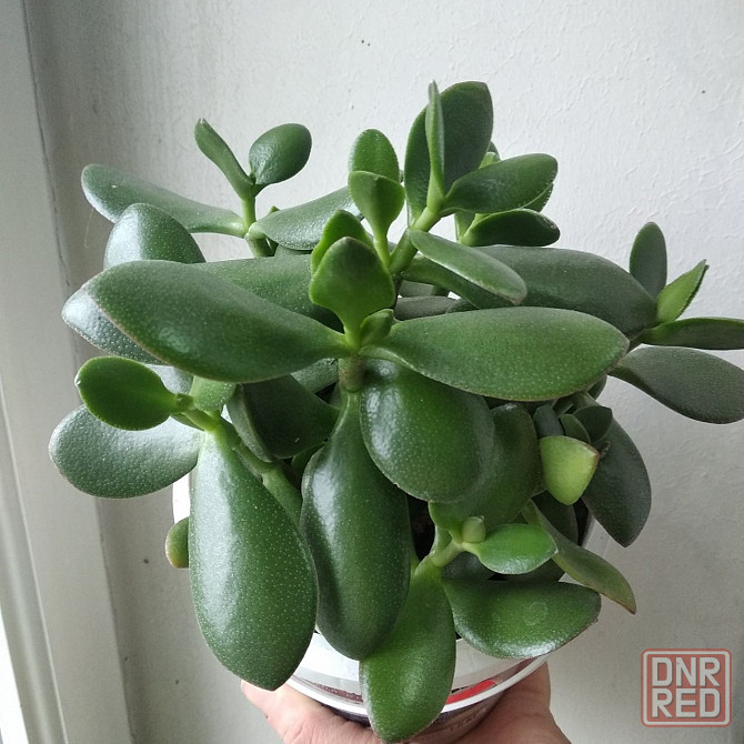 Крассула оватта Донецк - изображение 6