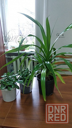 Крассула оватта Донецк - изображение 7