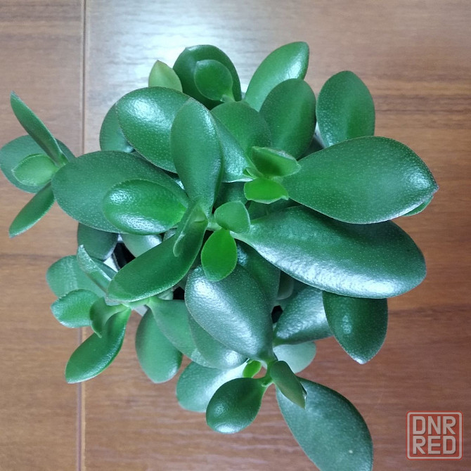 Крассула оватта Донецк - изображение 3