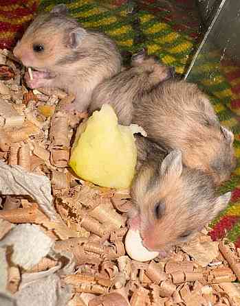 Продам малышей сирийский хомяков Мариуполь