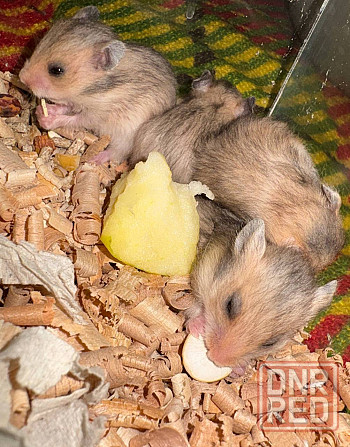 Продам малышей сирийский хомяков Мариуполь - изображение 1