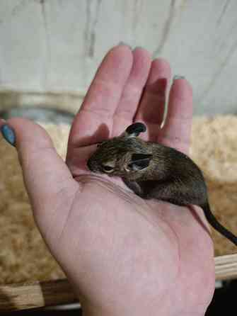 Чилийская белка дегу Донецк