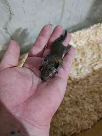 Чилийская белка дегу Донецк