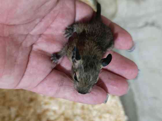 Чилийская белка дегу Донецк