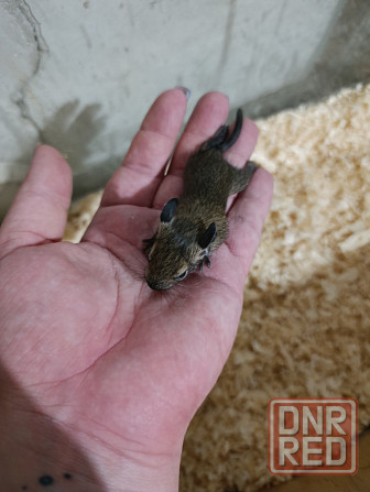 Чилийская белка дегу Донецк - изображение 5