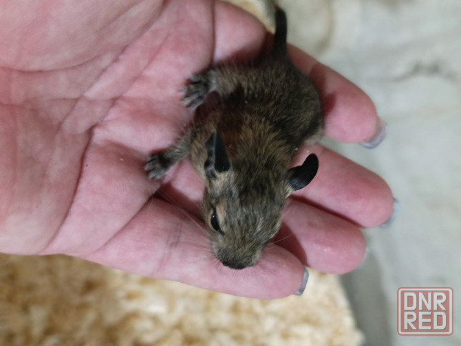 Чилийская белка дегу Донецк - изображение 2