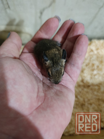 Чилийская белка дегу Донецк - изображение 3