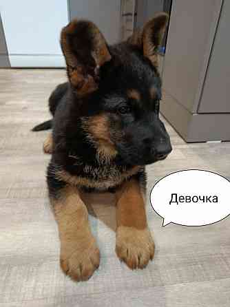 Щенки немецкой овчарки. Углегорск