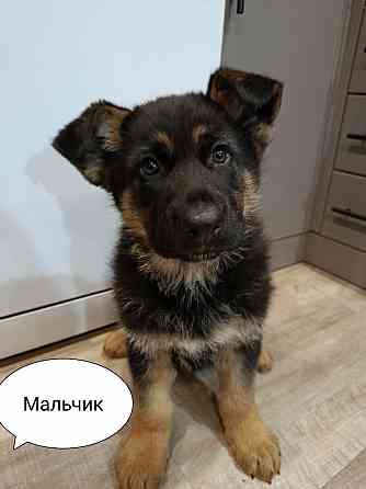 Щенки немецкой овчарки. Углегорск