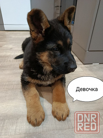 Щенки немецкой овчарки. Углегорск - изображение 2