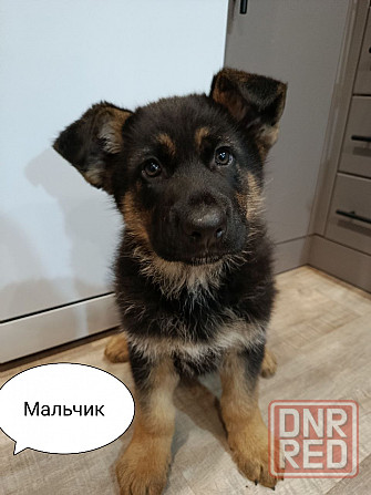Щенки немецкой овчарки. Углегорск - изображение 1