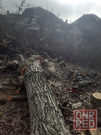 Валка деревьев. Уборка упавших, аварийных деревьев Донецк - изображение 3