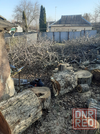 Валка деревьев. Уборка упавших, аварийных деревьев Донецк - изображение 2