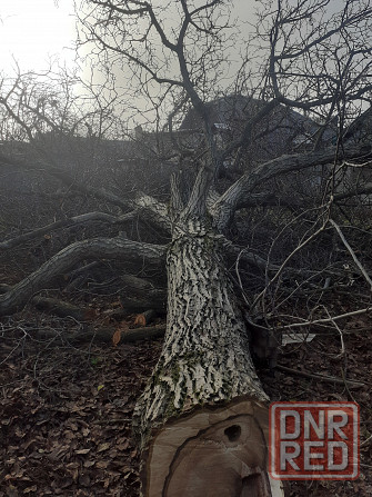 Валка деревьев. Уборка упавших, аварийных деревьев Донецк - изображение 5