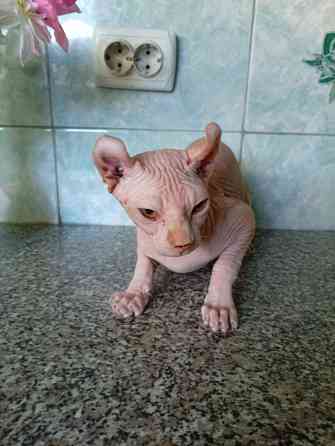 Продажа канадского эльфа Макеевка