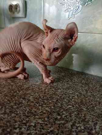 Продажа канадского эльфа Макеевка