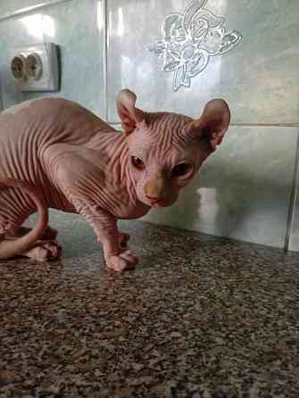 Продажа канадского эльфа Макеевка