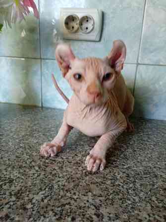 Продажа канадского эльфа Макеевка