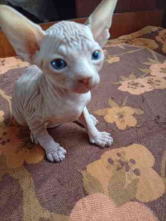 Продажа котенка канадский сфинкс Макеевка
