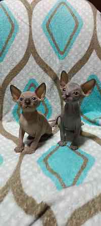 Сфинкс котята Донецк