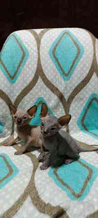 Сфинкс котята Донецк