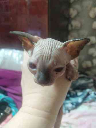 Сфинкс котята Донецк