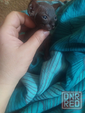 Сфинкс котята Донецк - изображение 1