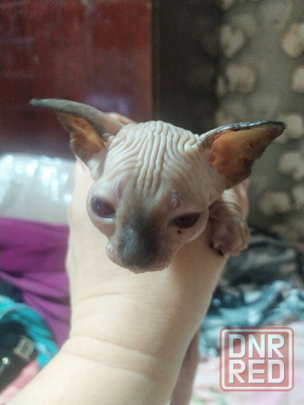 Сфинкс котята Донецк - изображение 2