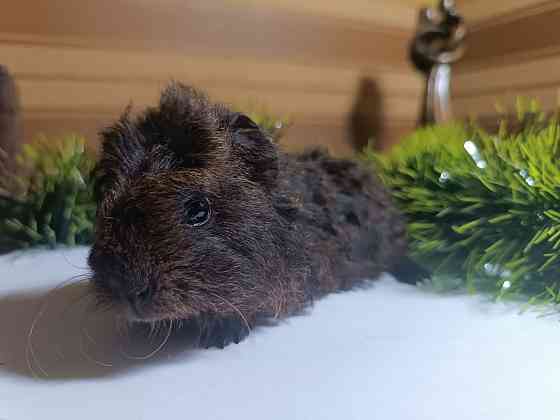 продам морскую свинку Донецк